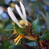 Lonicera japonica